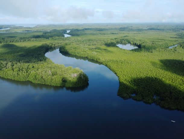Todos hablan de Puerto Barú: Panamá bajo la mirada internacional por los Manglares de David image